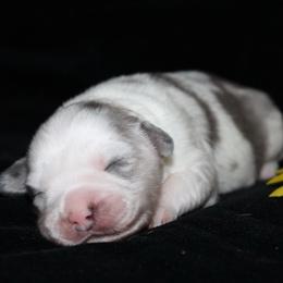 Charm - Blue merle female Australian Shepherd puppy in Colorado Springs, Colorado from Rocky Mountain Aussies