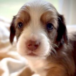Oliver - Piebald male Dachshund puppy in Petersburg, Virginia from Wiggle Waddle Dachshunds