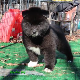Mocha Male 4 - Black male Siberian Husky puppy in Hiawassee, Georgia from Chastains Huskies