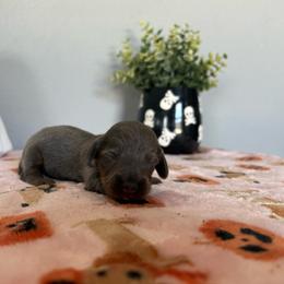 Bruce - Gray (blue) male Dachshund puppy in Temecula, California from Naomi Magee's Dachshund Kennel
