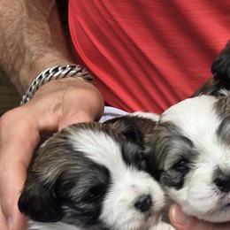 Havanese from GoldDust Havanse