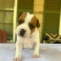 Jameson - Red male American Staffordshire Terrier puppy in Marietta, Georgia from Ambition Amstaffs