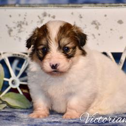 Ivory - White and red female Pembroke Welsh Corgi puppy in East Canton, Ohio from Victorian Farms