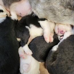 Brown collar - Gray and white female Old English Sheepdog puppy in Smallett, Missouri from Chasin Angus Sheepdogs