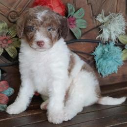 Red Merle Parti - Red merle female Aussiedoodle puppy in Lawton, Oklahoma from Lindsey’s Aussies