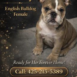 Mindy - Fawn female Bulldog puppy in Marysville, Washington from BulldogWA