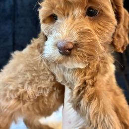 Sparkle - Sable and white female Cockapoo puppy in Adrian, Oregon from ApplebyFarm
