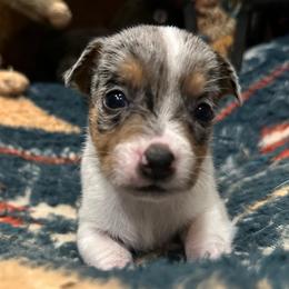 Cutie pie - Tri-color female Jack Russell Terrier puppy in Copperhill, Tennessee from Tuff Country Farm
