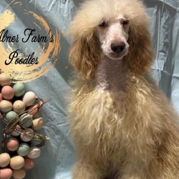 Cappuccino - Cream Poodle puppy in Buckhorn, Kentucky from Abner Farm’s Poodles