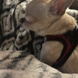 Papi - Chihuahua