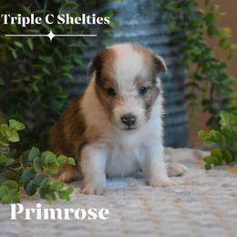 Primrose - Sable merle and white female Shetland Sheepdog puppy in Gladbrook, Iowa from T Triple C Shelties