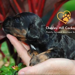 Cockapoo Puppies from Chesley Hill Cockapoos