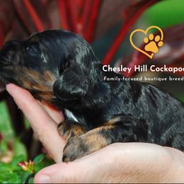 Cockapoo Puppies from Chesley Hill Cockapoos