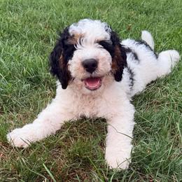 Mouse - Tri-color male Bernedoodle puppy in Fishers, Indiana from Fishers Bernedoodles