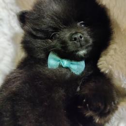 Pomeranian Puppies from Cutie Poms