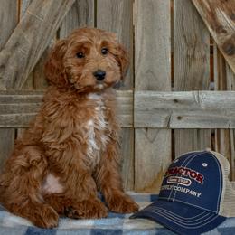 Eros - Apricot male Goldendoodle puppy in Macedon, New York from Toodles Goldendoodles