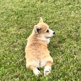 Golden Retriever and Pembroke Welsh Corgi Puppies from Silver Myst Acres