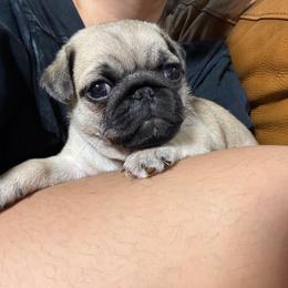 Kevin - Fawn male Pug puppy in Damascus, Maryland from Elly & Junior’s Legacy