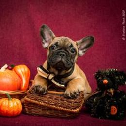 French Bulldog Puppies from BelievaBULL Frenchies