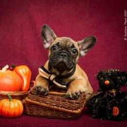 French Bulldog Puppies from BelievaBULL Frenchies