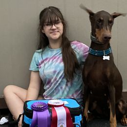 Vizsla All Grown Up from Arailek Vizslas