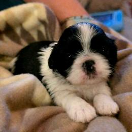Primrose(Rose) - Black and white female Shih Tzu puppy in North Carolina from WillowCreek Mountain View Shih Tzu