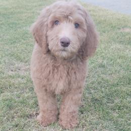 Romeo - Apricot male Goldendoodle puppy in Warrior, Alabama from Elite Goldendoodles and Bernedoodles