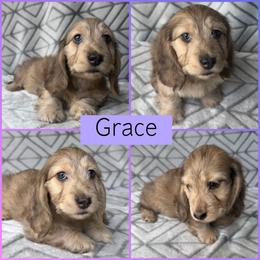 Cream Brindle Dapple Silky Wire - Pet Only - 3500 - Grace - Cream female Dachshund puppy in Pauls Valley, Oklahoma from Simply Happy Dachshunds