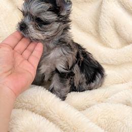 Girl Grey - Parti female Yorkshire Terrier puppy in Phoenix, Arizona from Madame Yorkie