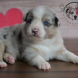 Hope - Blue merle female Australian Shepherd puppy in Fultonville, New York from Sandy Aussies & Pomeranians