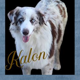 Kalon - Miniature Australian Shepherd