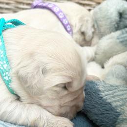 Jasmine - Light golden female Golden Retriever puppy in Watkins, Colorado from Brightside Goldens