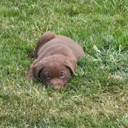 Hamilton-Blue - Chocolate male Labrador Retriever puppy in Astoria, Oregon from Tahoma Sunrise