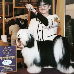 Tibetan Terriers from Windamere Tibetan Terriers