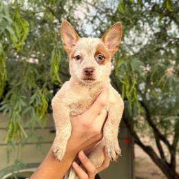 Chai - Red speckled female Australian Cattle Dog puppy in Tucson, Arizona from Soqui Ortiz Cattle Ranch