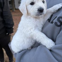No collar boy - Light golden male Golden Retriever puppy in Radcliff, Kentucky from It’s A Golden Life