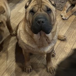 TarTar - Chinese Shar-Pei