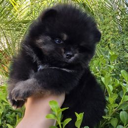 Pomeranian Puppies from Legacy Poms OC
