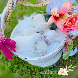Pomeranian puppies from Syani Puppies