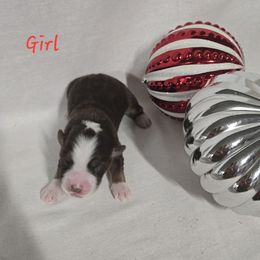 Girl 5 - Red tri-color female Australian Shepherd puppy in Lakeland, Florida from Diamond P Australian Shepherds