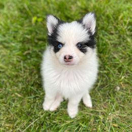 Nitro - Black and white male Pomsky puppy in Campton Hills, Illinois from Urban Miracle’s