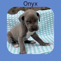 Onyx - Blue and white male Great Dane puppy in Gonzales, Louisiana from Anstatt House Of Danes