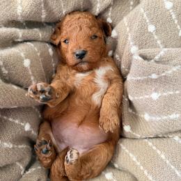 Girl 2 - Apricot female Goldendoodle puppy in Sacramento, California from Golden Heart Doodles