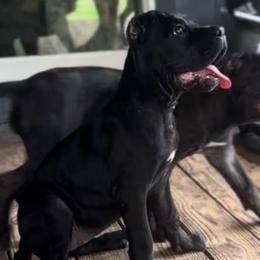 Miracle City Yellow - Black female Cane Corso puppy in Conroe, Texas from Miracle City