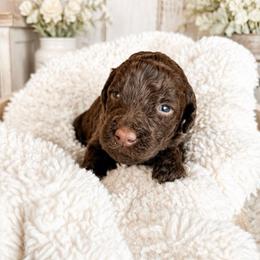 Yellow collar - Chocolate female Goldendoodle puppy in Christiana, Tennessee from Rechlicz Family Doodles