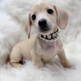 Amber white collar - Cream female Dachshund puppy in Richmond, Virginia from Irresistible Dachshunds & Cavaliers