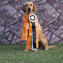 Penny - Labrador Retriever