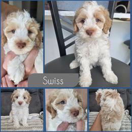 Swiss - Buff and white male Cockapoo puppy in Zanesville, Ohio from Southtown Doodles LLC