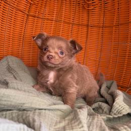 Bode - Silver male Chihuahua puppy in Greenup, Kentucky from KB Chihuahuas