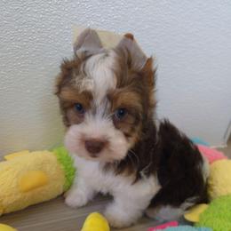 Green collar - Parti male Yorkshire Terrier puppy in Mcconnellsburg, Pennsylvania from Buffy's Little Blessings